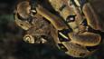 Boa constrictor suspended from a tree