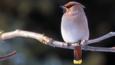 Bohemian waxwing perched on a branch