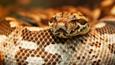 Close up on the head of a Dumeril's boa