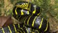 Mangrove cat snake in threat posture