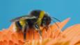 Buff-tailed bumble bee feeding from flower