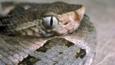 Coiled fer-de-lance snake