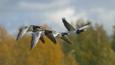 Four barnacle geese flying
