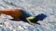 A colourful Broadley's flat lizard on a rock