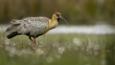 Buff-necked Ibis walking on grass