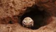A burrowing owl peers out from its burrow