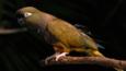 Patagonian conure, a burrowing parrot, perched on a branch