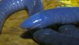 Close-up of a blue caecilian