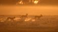 Three wild dogs on the move in morning mist
