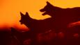 Dingo pack at sunset