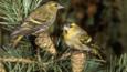 A pair of siskins perching on pine cones