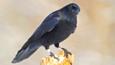 A carrion crow