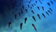 A large group of bigfin reef squid