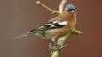 Chaffinch perched on branch surrounded by blossom