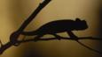 Silhouette of an Oustalet's chameleon