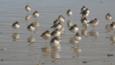 A group of New Zealand dotterels standing in water