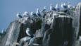 Black-legged kittiwakes at a clifftop colony