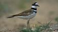 Portrait of a killdeer plover