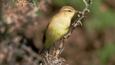 Chiffchaff spreading wings for flight