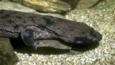 Chinese giant salamnader emerging from amongst underwater rocks