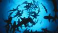 A large group of whitetip reef sharks seen from below