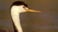 Profile of Clark's grebe