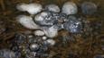 Catastrophic methane release