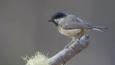 Coal tit perched on a branch