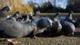 Feral pigeons feeding in a park