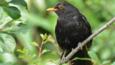 Male blackbird standing at edge of water