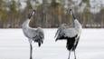 Common crane pair displaying