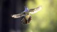 Adult male cuckoo in flight
