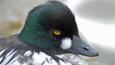 Goldeneye drake calling and wing-flapping