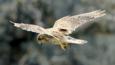 Kestrel with talons out coming to land on prey
