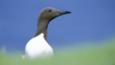 Portrait of a common guillemot