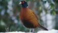 Common pheasant standing in snow