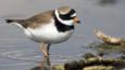 Ringed plover walking in shallow water
