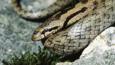 Coiled smooth snake