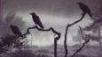 Crows on tree branches in fog
