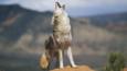Coyote howling from high point on red sandstone