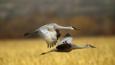 A pair of sandhill cranes in flight