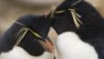 A close-up of two rockhopper penguins courting