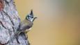 Crested tit perched on branch