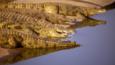 Nile crocodiles by a river