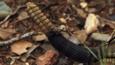 Rattle of a black-tailed rattlesnake