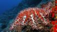 Crown-of-thorns starfish at a reef in the Pacific