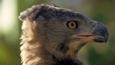Close-up portrait of a crowned eagle head