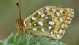 Dark green fritillary at rest on plant