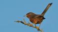 A Dartford warbler