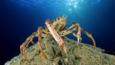 A spider crab stands on top of a reef